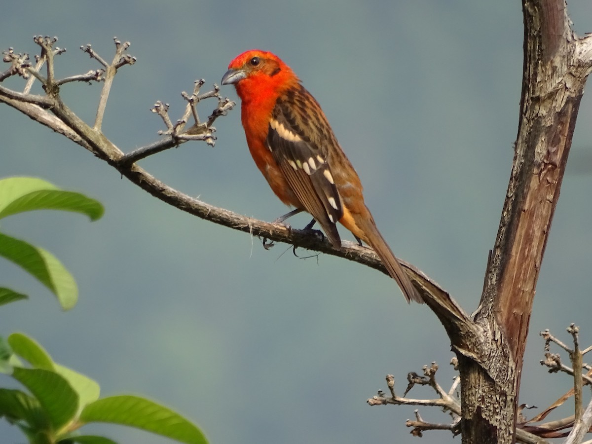 Flame-colored Tanager - Luis Alberto Herrera