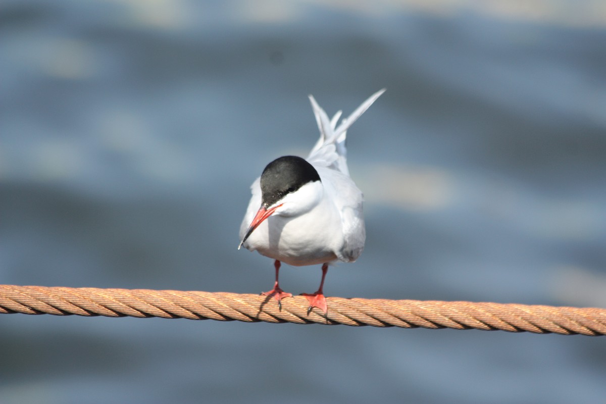 Common Tern - ML575882371