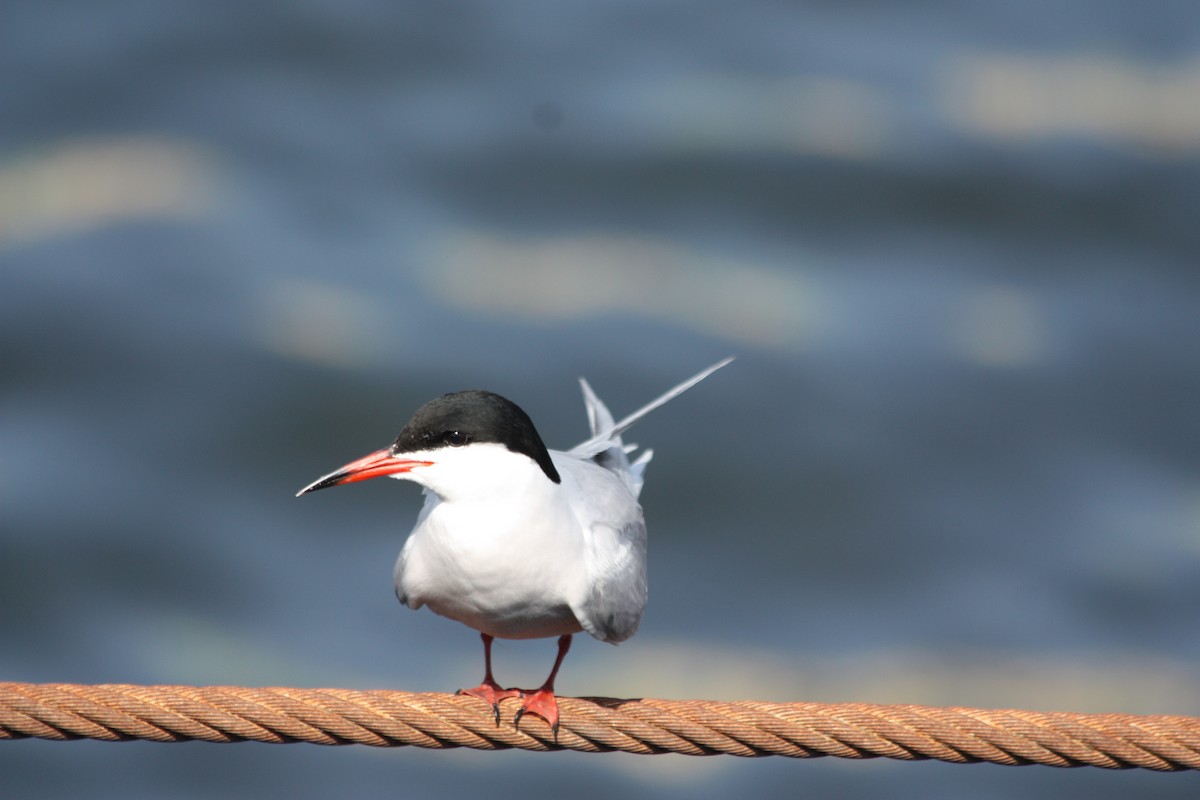 Common Tern - ML575882381