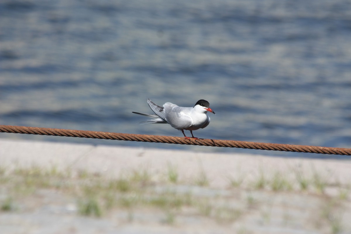 Common Tern - ML575882401