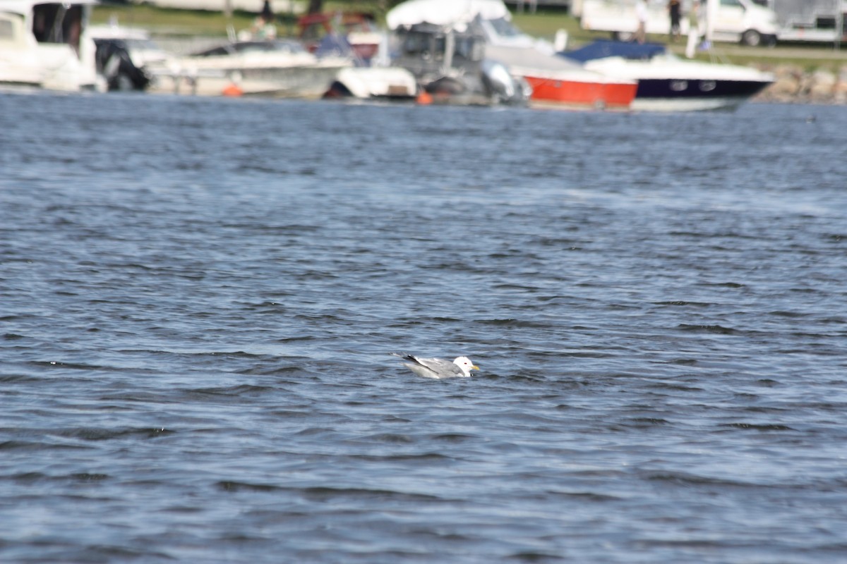 Common Gull - ML575882641