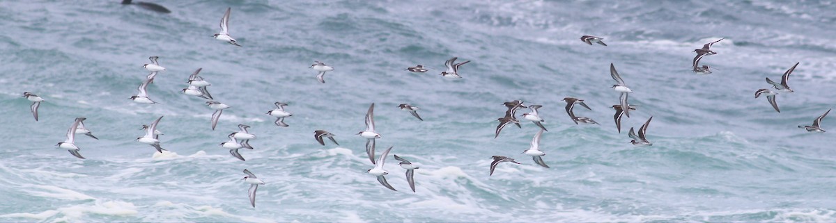 Red-necked Phalarope - ML57588271