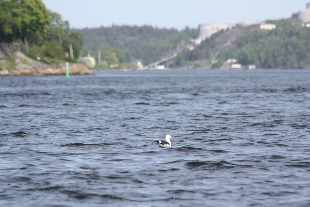Lesser Black-backed Gull - ML575882721