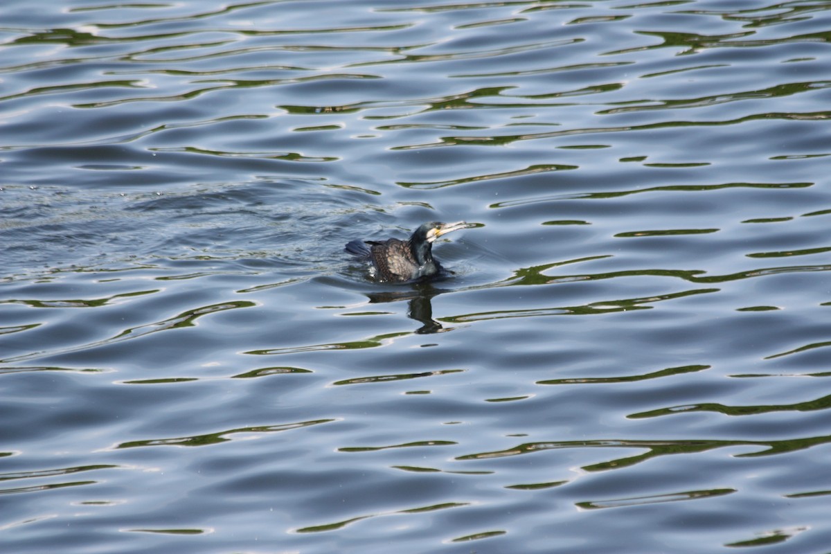 Great Cormorant - ML575882871