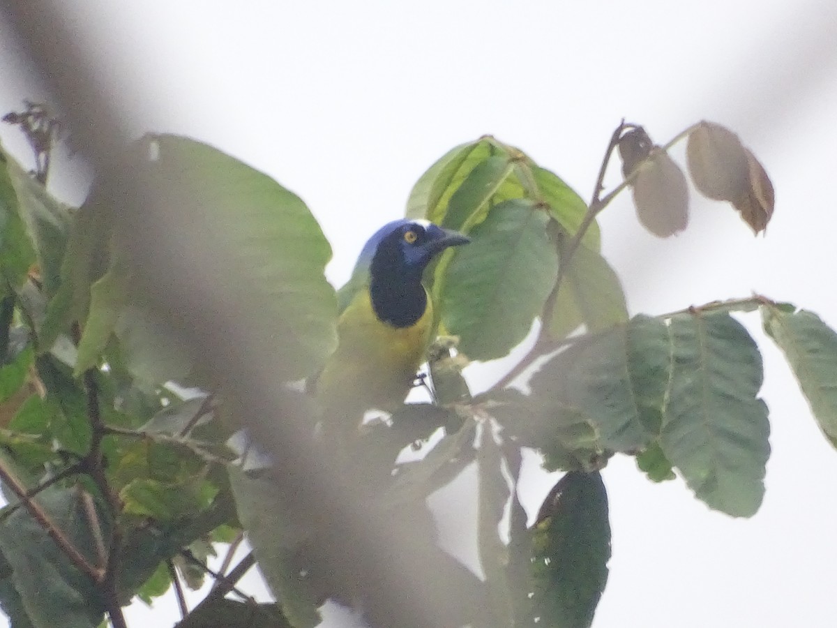 Green Jay - Luis Alberto Herrera