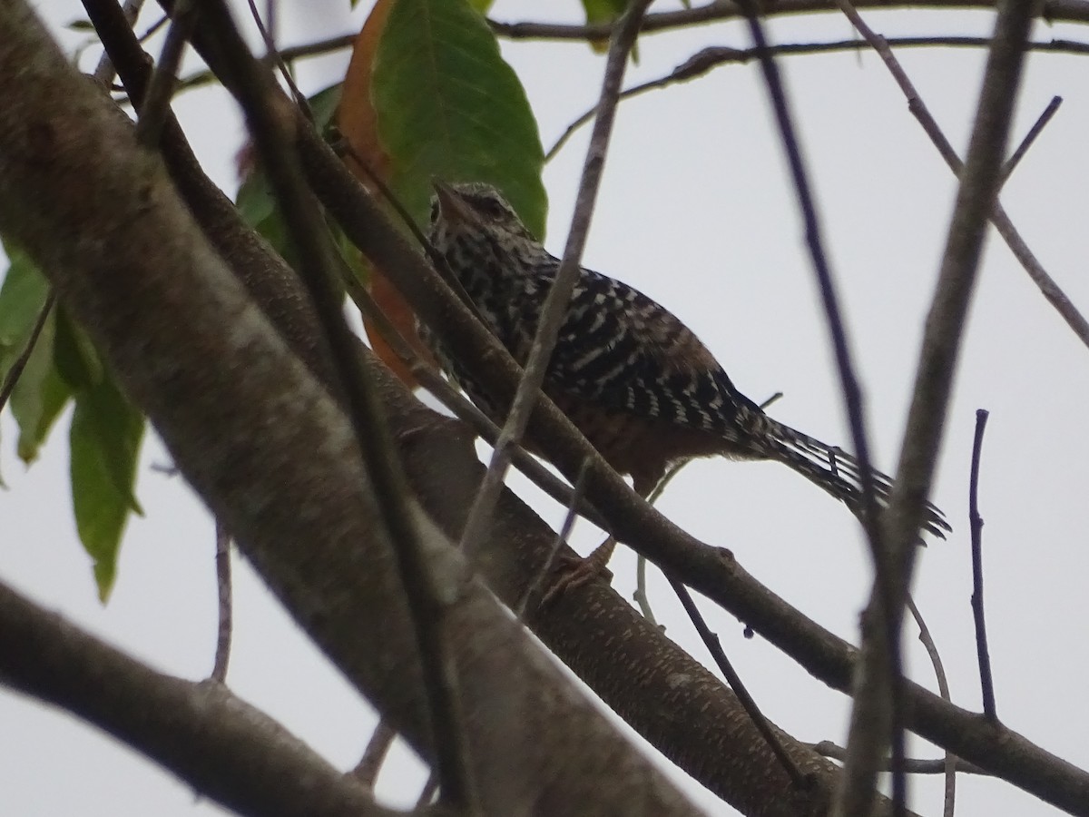 Band-backed Wren - Luis Alberto Herrera