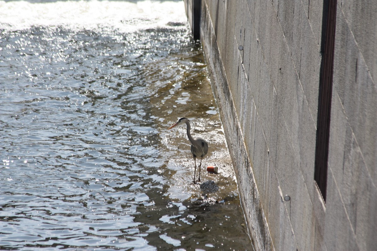 Gray Heron - ML575883041