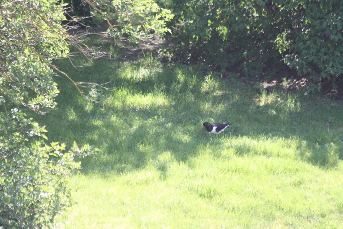 Eurasian Oystercatcher - ML575883121