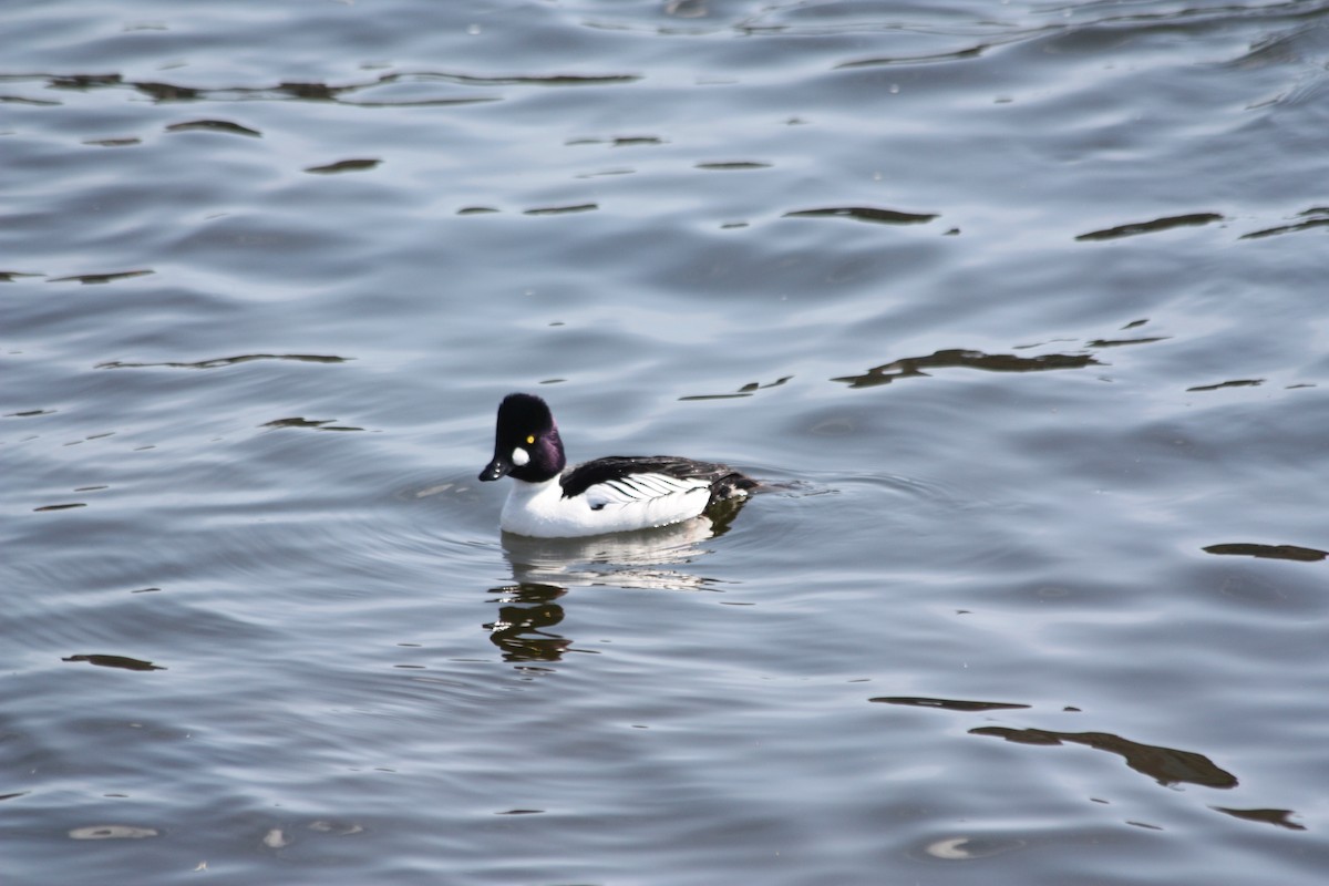 Common Goldeneye - ML575883231