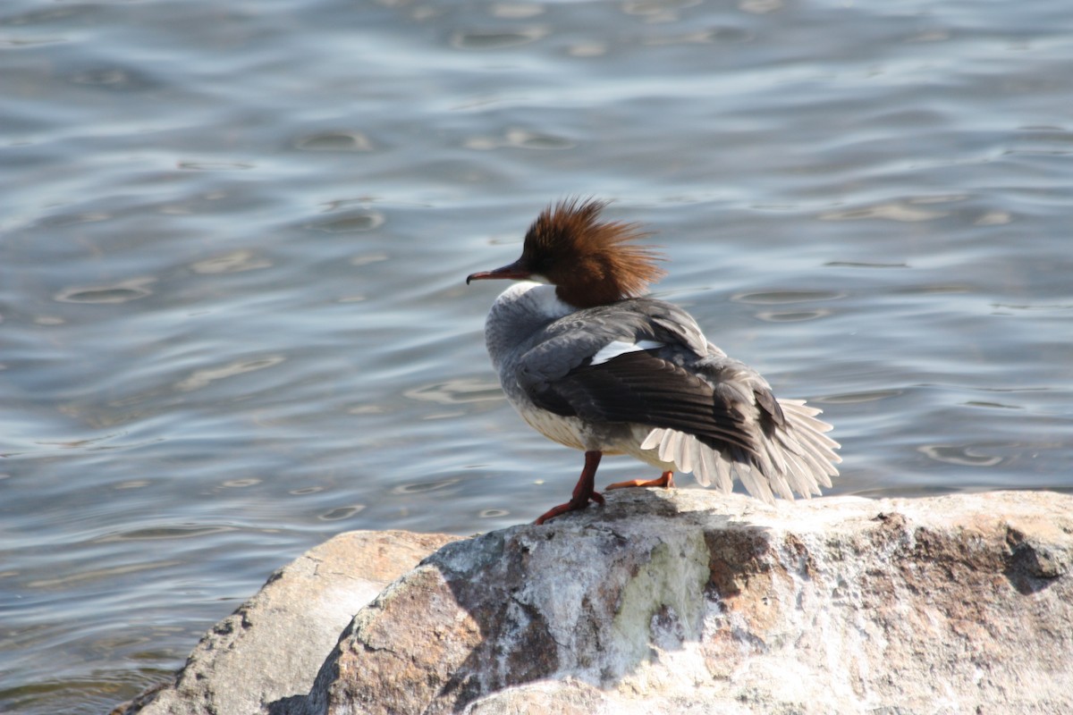 Common Merganser - ML575883291