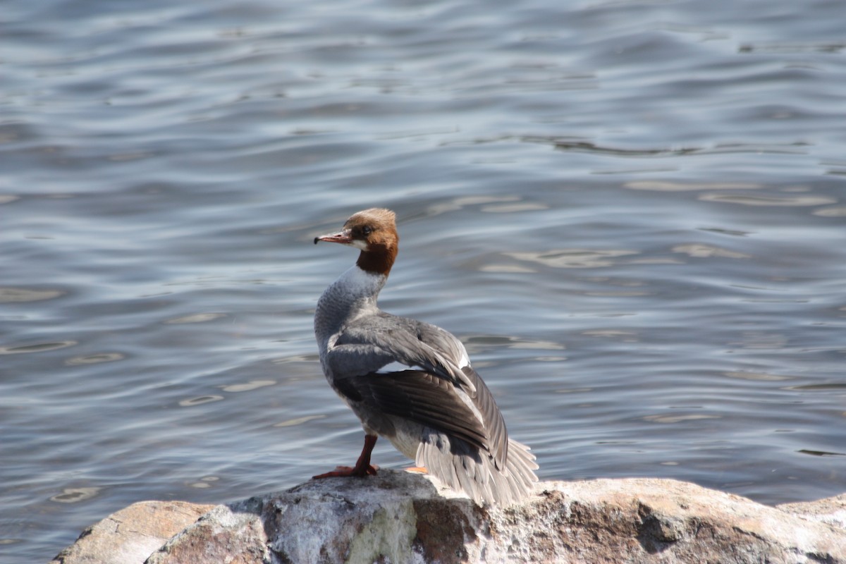 Common Merganser - ML575883331