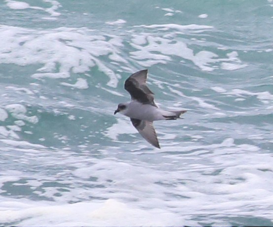 Fork-tailed Storm-Petrel - ML57588401