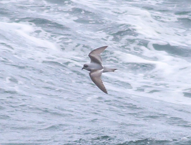 Fork-tailed Storm-Petrel - ML57588431