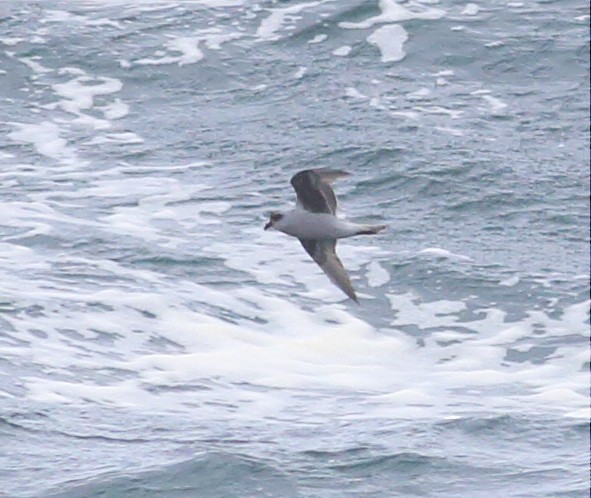 Fork-tailed Storm-Petrel - ML57588441