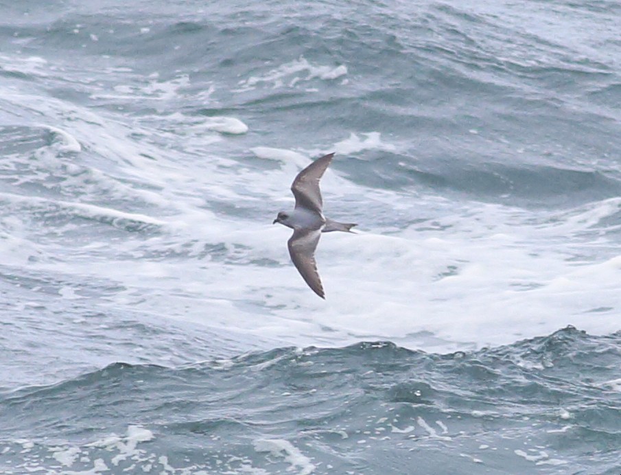 Fork-tailed Storm-Petrel - ML57588451