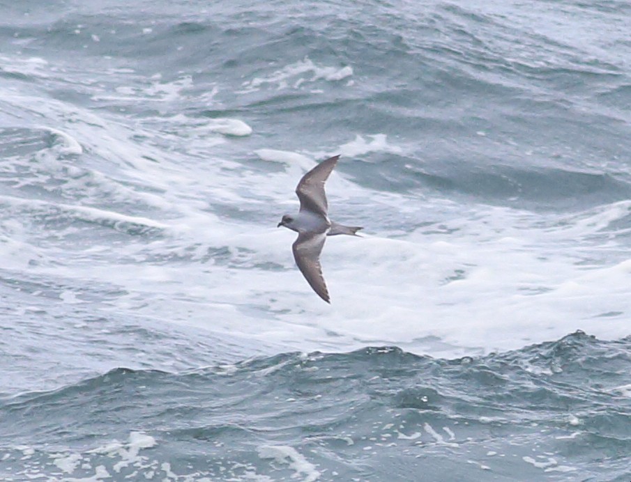 Fork-tailed Storm-Petrel - Paul Fenwick