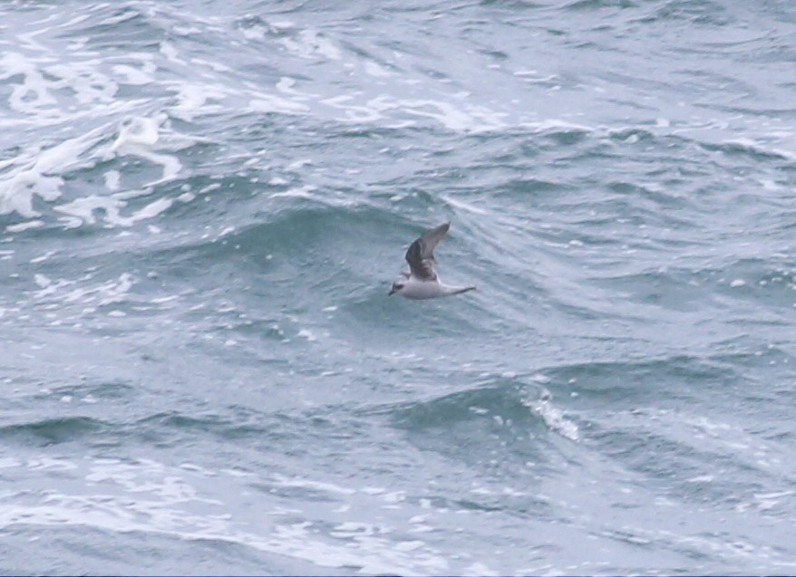 Fork-tailed Storm-Petrel - ML57588461