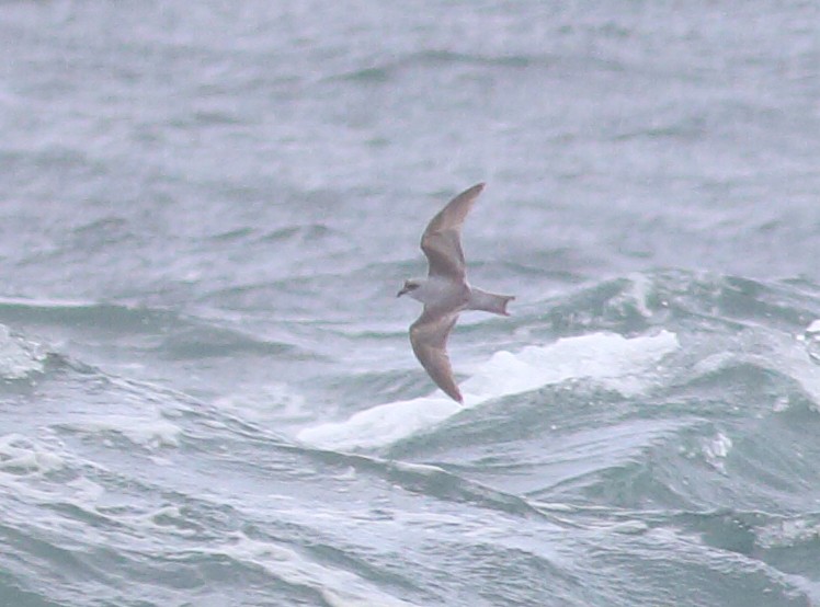 Fork-tailed Storm-Petrel - ML57588471