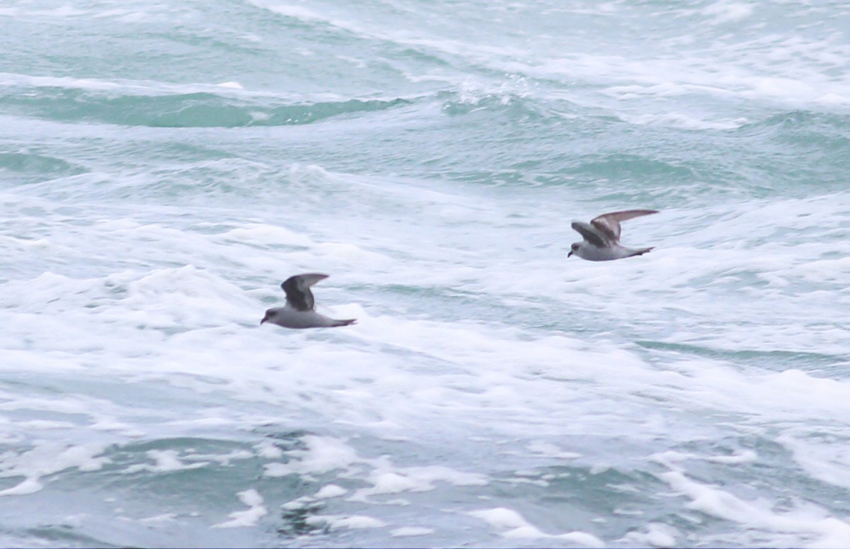 Fork-tailed Storm-Petrel - ML57588481