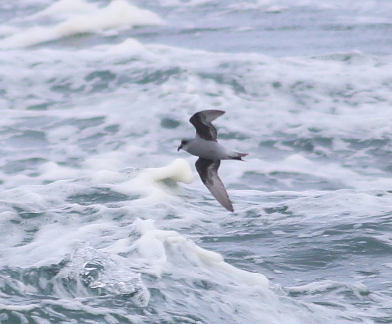 Fork-tailed Storm-Petrel - ML57588491