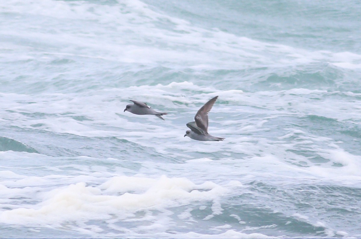 Fork-tailed Storm-Petrel - ML57588501