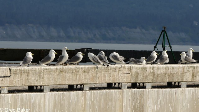 Black-legged Kittiwake - ML575885011