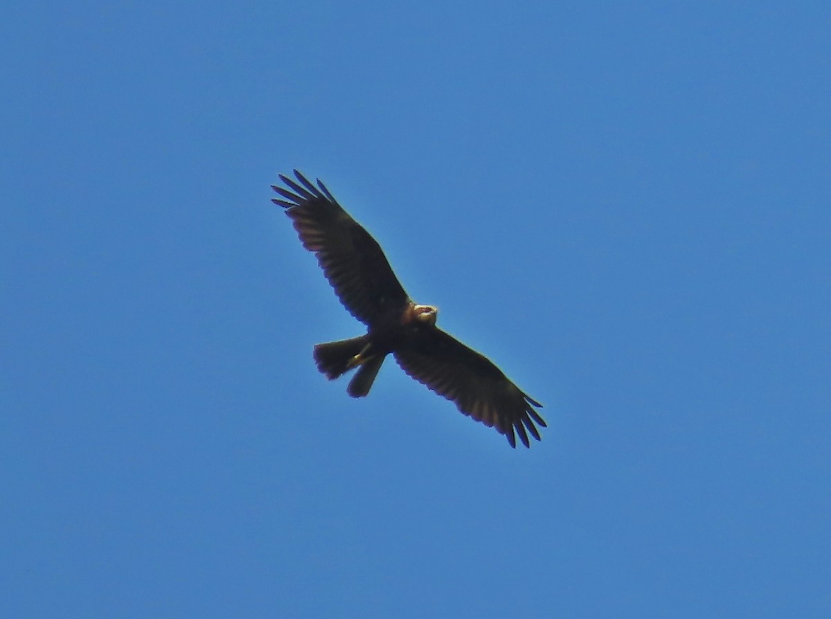 hawk sp. - ML575885891