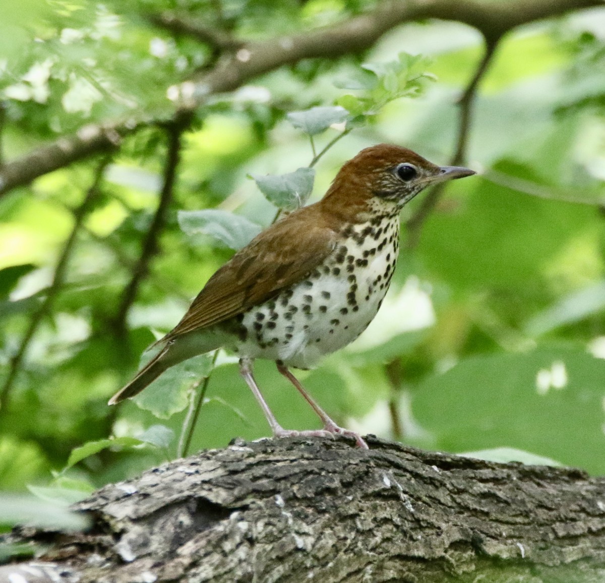 Wood Thrush - ML575886361