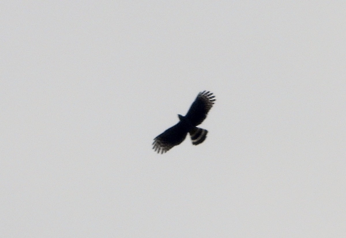 Hook-billed Kite - ML575886891