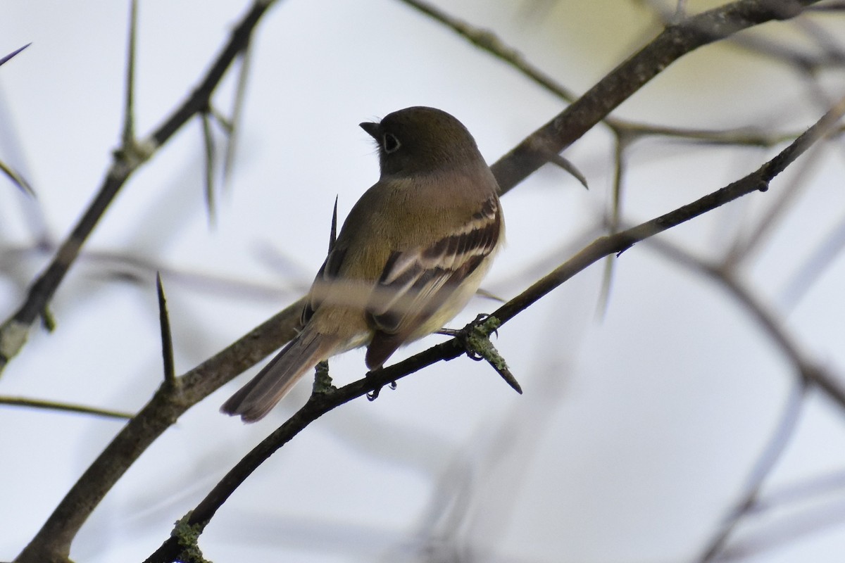 Least Flycatcher - ML575889301