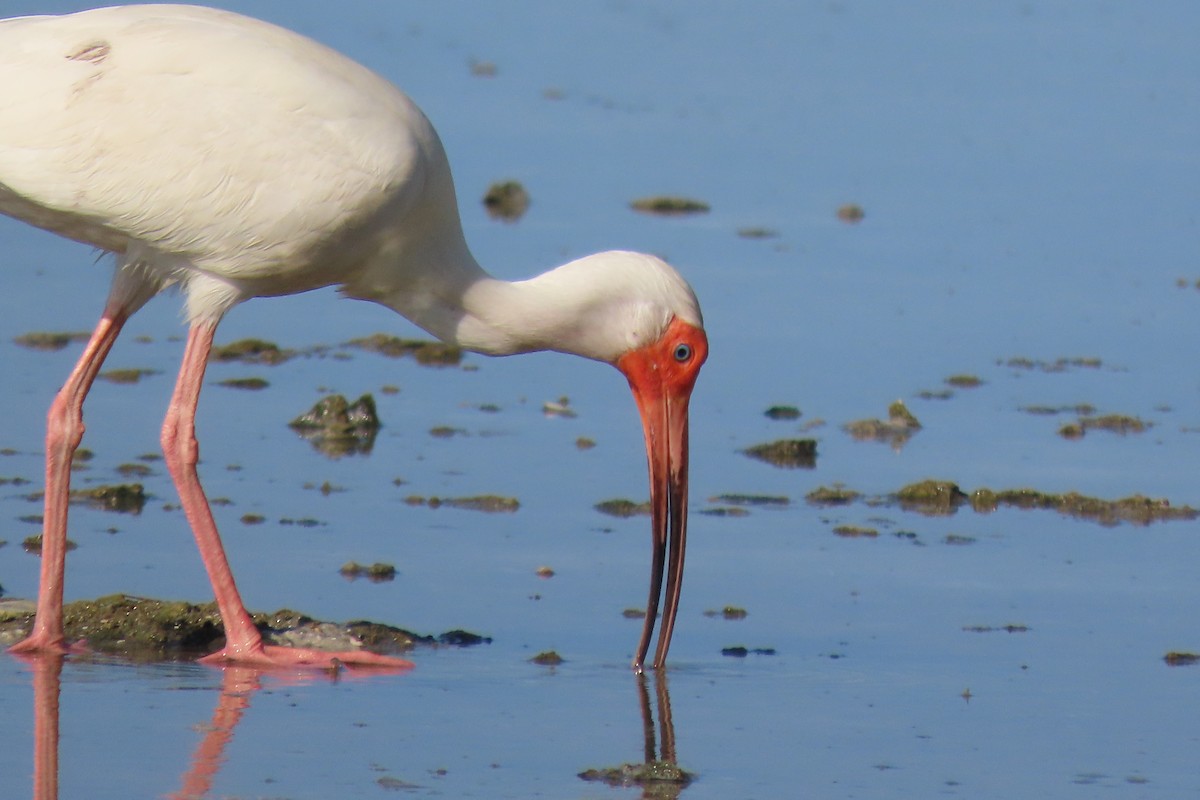 White Ibis - ML575890211