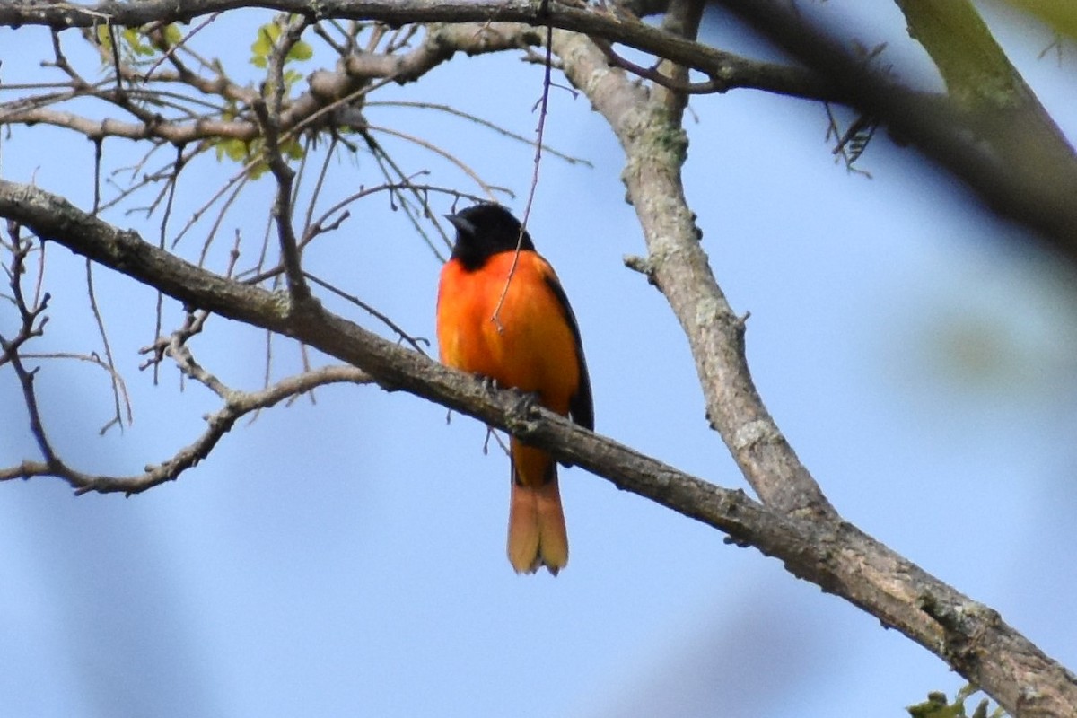 Baltimore Oriole - CAITLYN Cooper