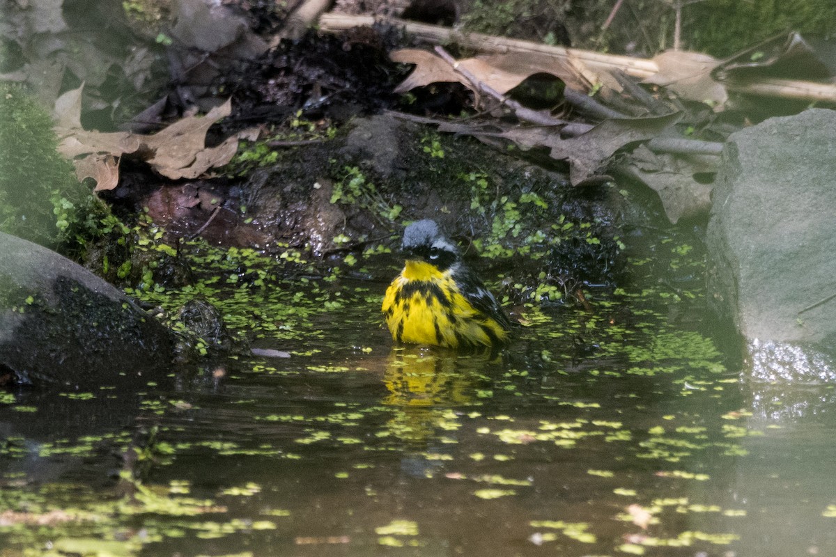 Magnolia Warbler - ML575890461