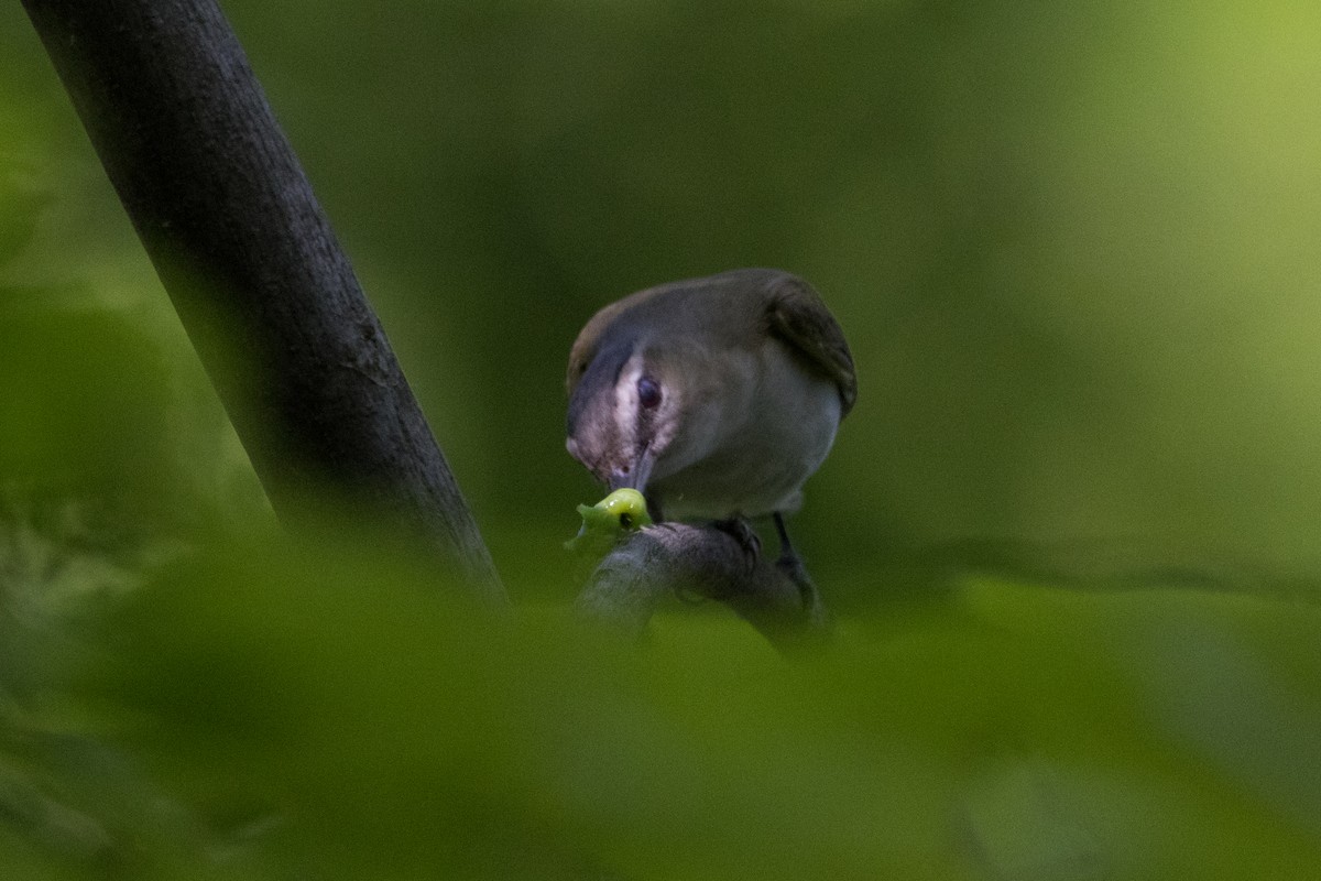 Red-eyed Vireo - ML575892051