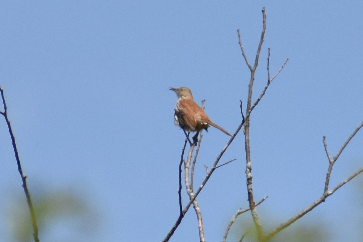 Brown Thrasher - CAITLYN Cooper