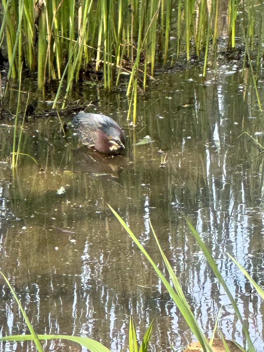 Green Heron - ML575892621