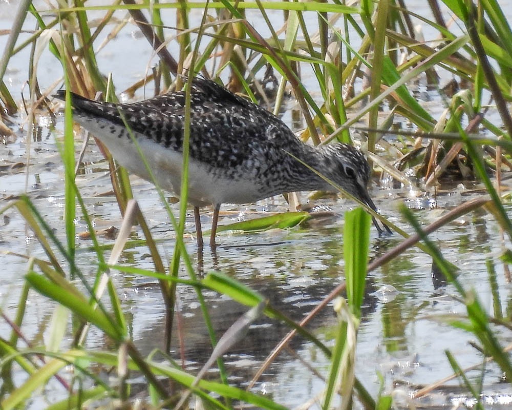 Lesser Yellowlegs - ML575893031