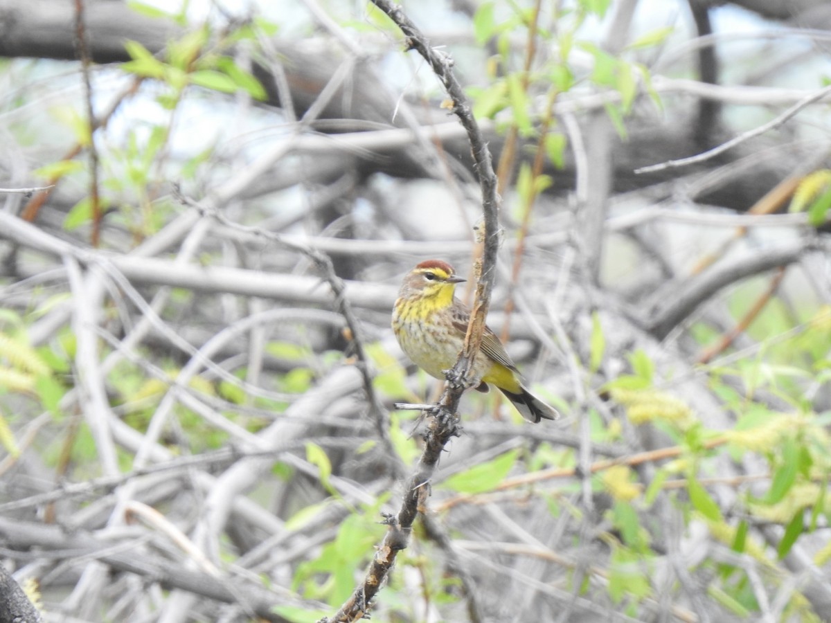 Palm Warbler - ML575893101