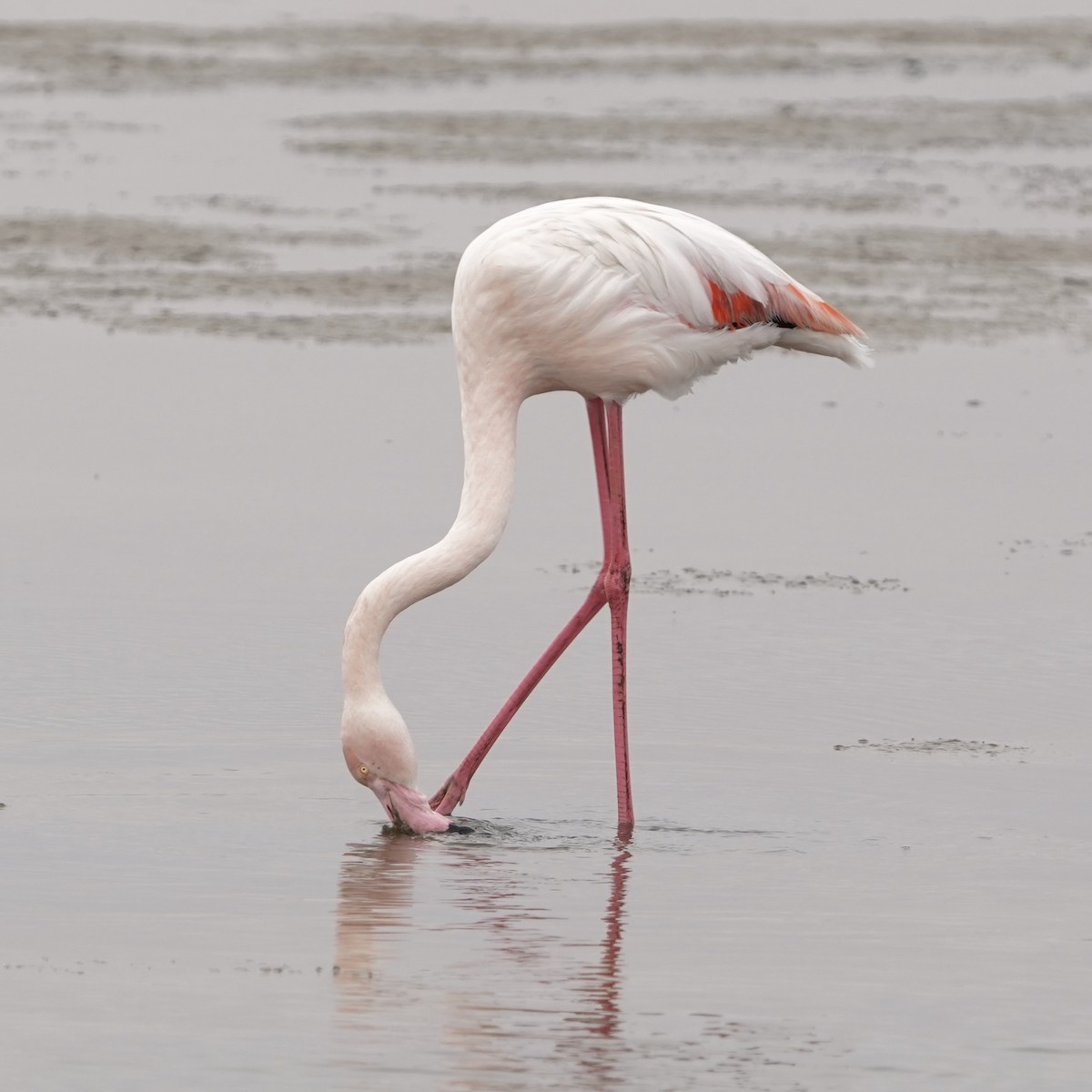 Greater Flamingo - Simon Thornhill