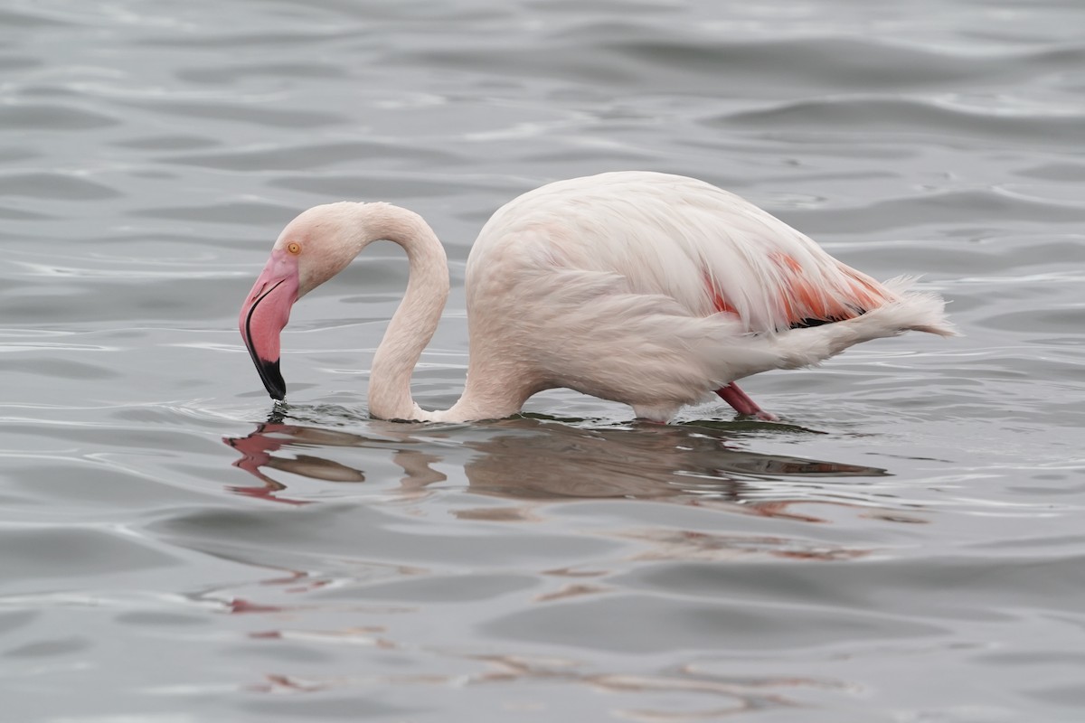 Greater Flamingo - Simon Thornhill