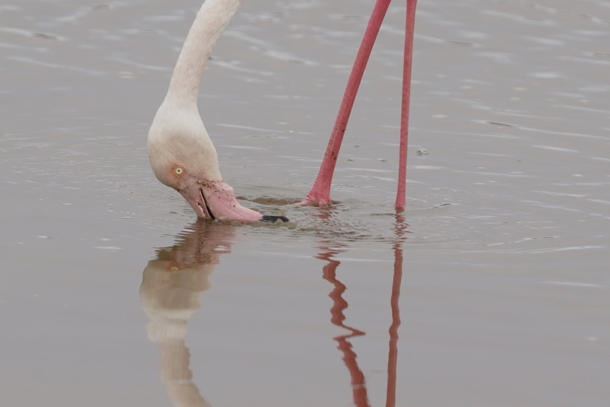 Greater Flamingo - Simon Thornhill