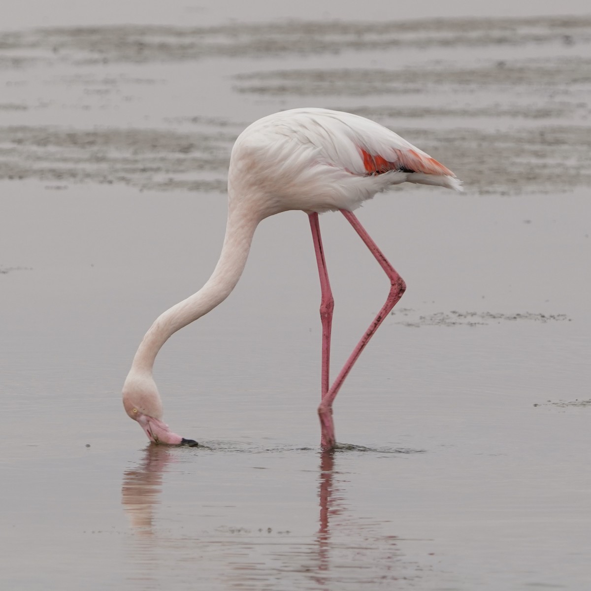 Greater Flamingo - Simon Thornhill