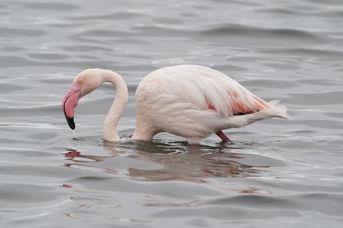 Greater Flamingo - Simon Thornhill