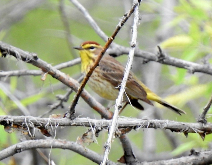 Palm Warbler - ML575893601