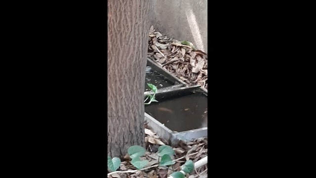 鵲鴝 - ML575894111