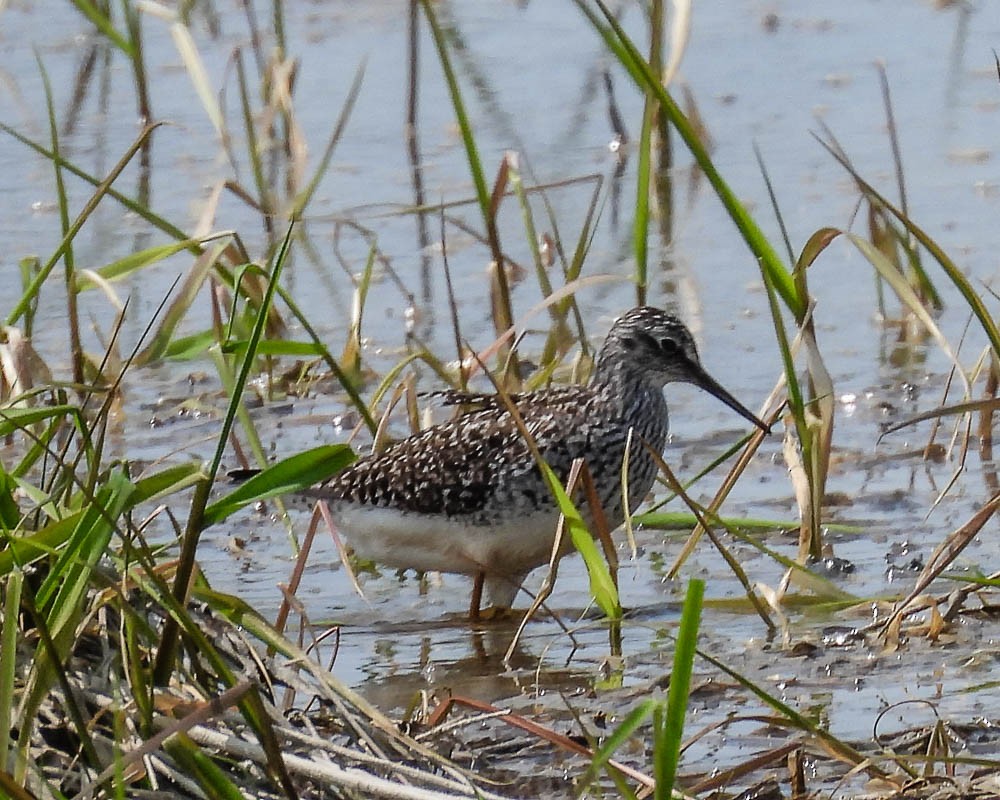 Lesser Yellowlegs - ML575894291