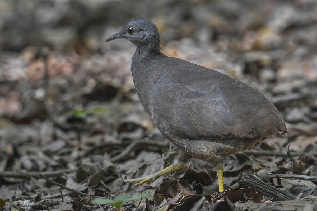 Little Tinamou - Carlos Echeverría