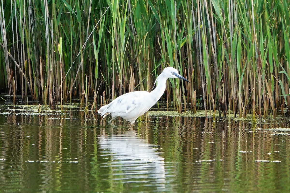 Little Blue Heron - ML575895621