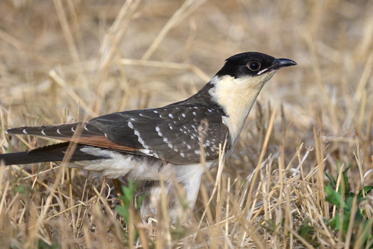 Great Spotted Cuckoo - Uriel Levy