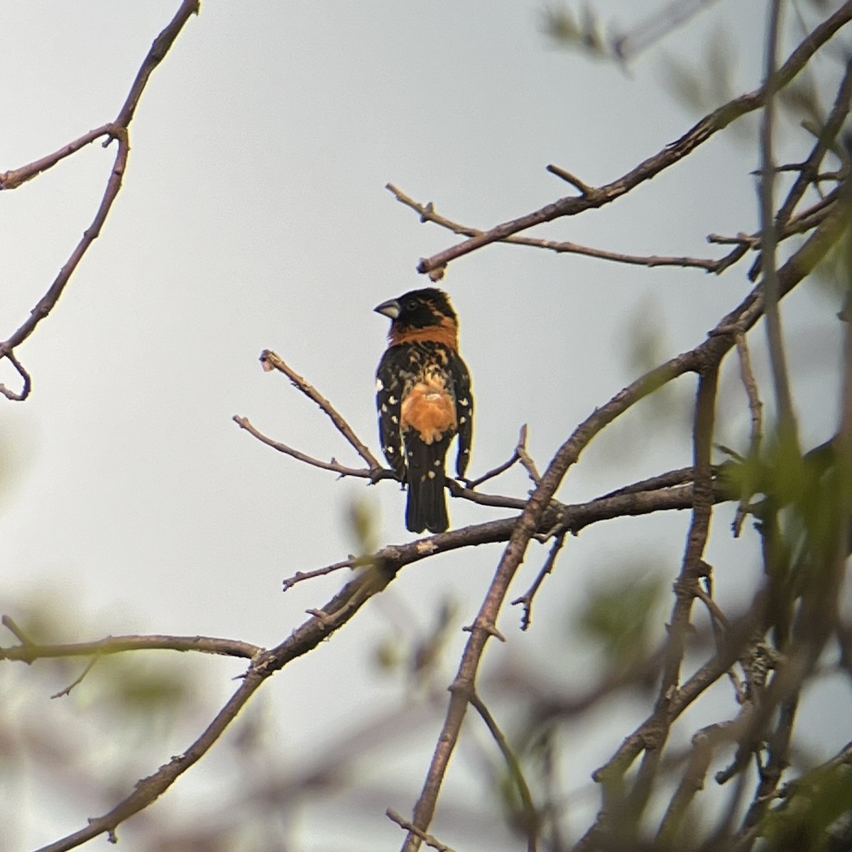 Black-headed Grosbeak - Anonymous